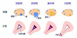 什么命格可以孕育出特定命格的孩子？