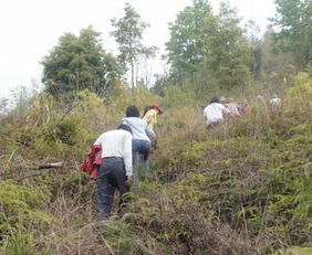 一、  广西明坟大全的历史文献价值与现实困境