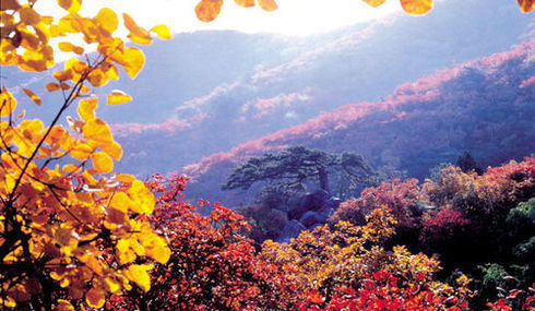 一、震惊！香山红叶竟有这样的黑历史