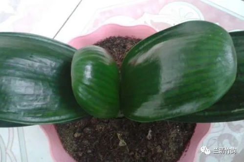 玄关背面：阻碍气运流通