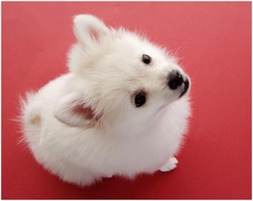 黄鼠拜年属什么生肖？黄鼠图片大全有何寓意？