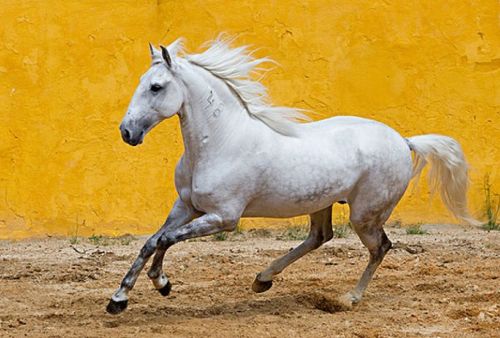 2026年属马的人需要注意哪位特定人物，开运指南有哪些建议？