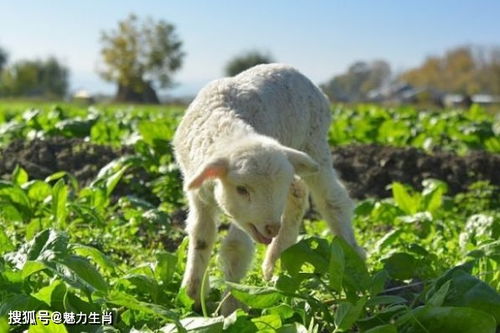 属羊人哪个时辰出生命运最好？揭秘十二生肖羊的最佳时辰命运之谜！