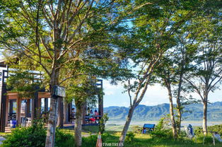 千年白榕树的震撼