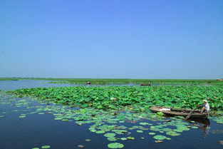 大观园里的荷花开得倒是挺热闹