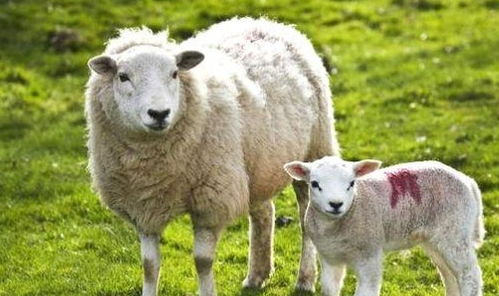 1967年属羊2026年运势详解及运程预测是什么？