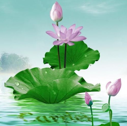 1971年属猪的人桃花贵人是谁？吉凶如何？