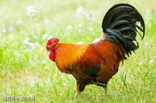 鸡的生肖属相是什么？鸡最忌讳的属相是什么意思？