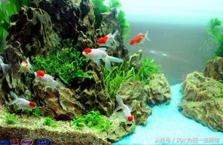 一、  室内养鱼的风水学理基础与文化内涵