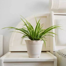 六、 数量控制与湿度平衡的风水考量