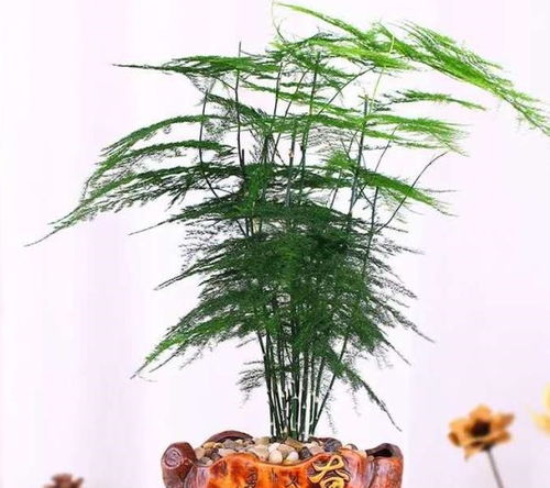 文竹摆放在客厅里有什么风水禁忌需要注意吗？