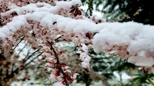 一、  ：修篁深处的文化隐喻与琴声的形而上意涵