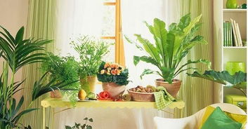 1. 夜间植物呼吸作用与风水寓意的冲突