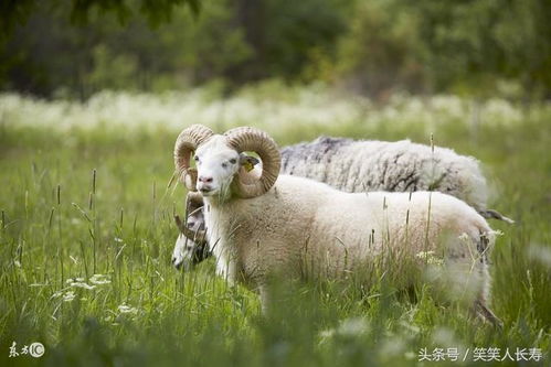 67年属羊57岁2026年运势总结是什么？