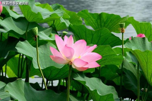 莲花指什么生肖？莲花打一生肖是什么生肖的象征？