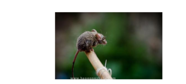 1972年属什么生肖的人，在南方生活会有哪些独特的文化体验？