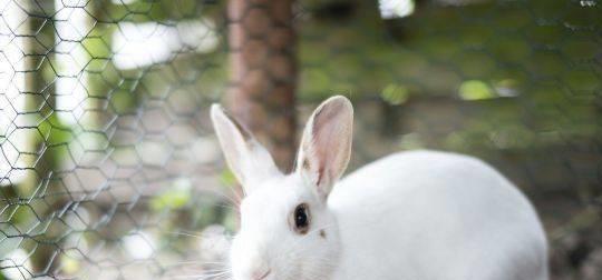 1975年出生属兔的人，他们的贵人有哪些？