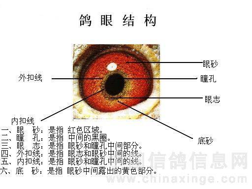 眉间竖纹形成的科学解释——基于皮肤生理学、 环境因素及遗传机制的综合分析