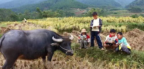 ：农村俗语与天然周边环境之交互关系概述