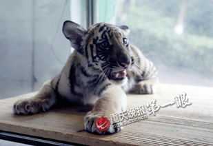 林姓虎宝宝男孩名字改写为：虎仔起名大全中，有没有适合林姓男孩的名字？