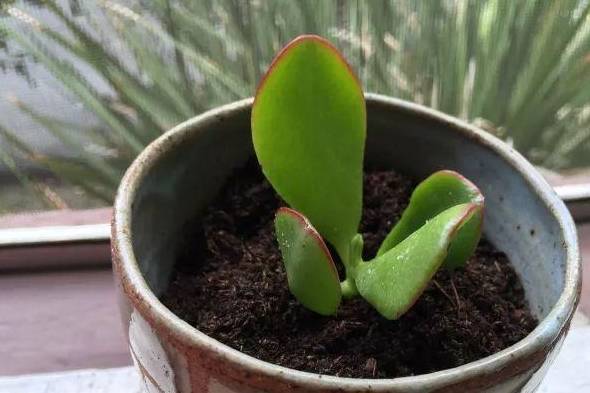 二、 土壤条件的选择与处理