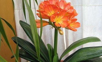 1. 君子兰（Clivia miniata）——威武不屈与高贵君子之象