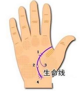 第一章 生命线的本体论定位与形态学分类体系