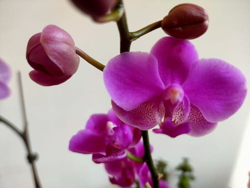 蝴蝶兰摆放哪个位置最旺风水，是家居风水的最佳选择吗？