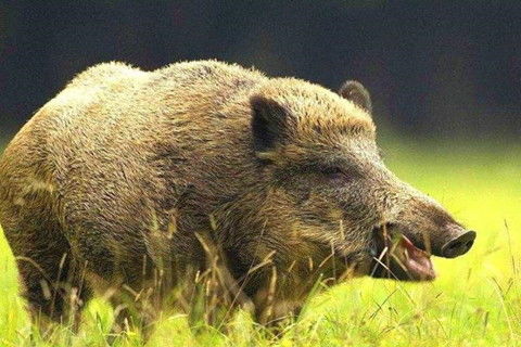 1995年属猪男性在2026年的运势和婚配情况是怎样的？