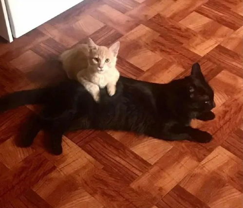 黑猫与婴儿床