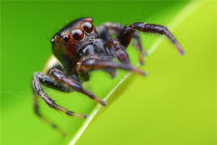 梦见蜘蛛掉头上是什么预兆？这代表着什么含义？