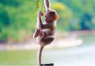 属猴女性适合搬家对婚姻有影响吗？