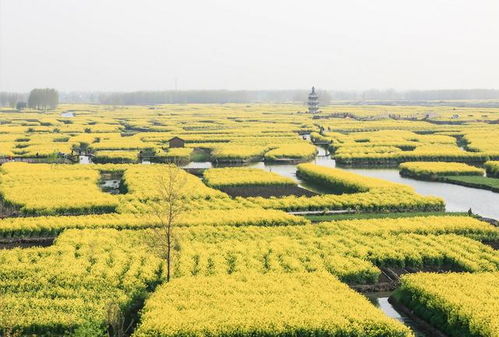 ：春日的金色召唤