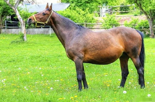 九岁属马的女孩和1966年属马的人，寅时究竟是什么命，有何特殊含义？