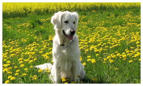 1982年属狗的人担心什么命运，转运物件是什么？