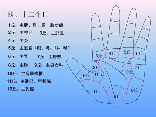 ① 上叶与肺部相关象数