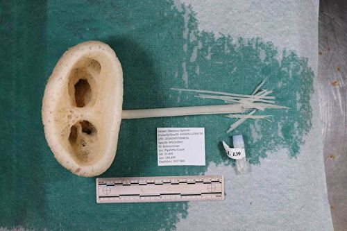 四、  细长之颈：才情、孤寂与运势的潜在风险