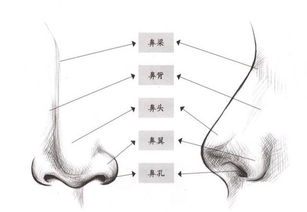 第二章：右鼻翼隆起在面相学中的传统诠释
