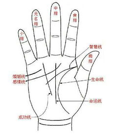 女生手相掌纹图解电子书下载在哪里可以找到？