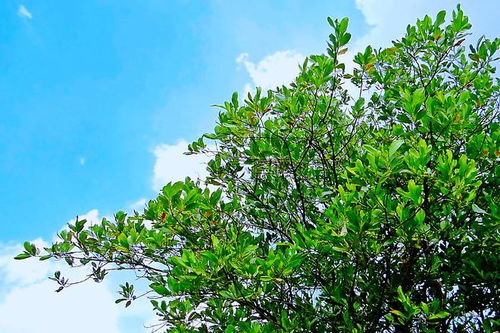 三、 树倒梦的十八层解读