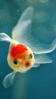 在养野生鱼时究竟是否需要讲究风水布局呢？