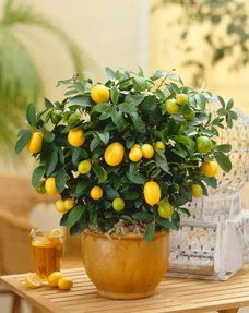 1. 财位及入口处的首选