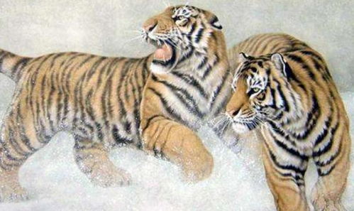 为什么说虎是12生肖之首，其来历和传说有何独特之处？