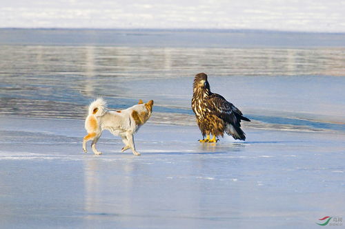 狗与鸡八字不合，它们能和平共处吗？