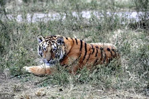 将如虎添翼的虎为生肖，是什么生肖嫩如虎添翼？