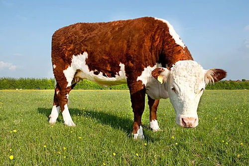 1997年属牛女性在2026年下半年的运势和运程具体如何？