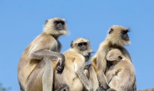 2026年2月属猴搬家选择哪天最吉利？