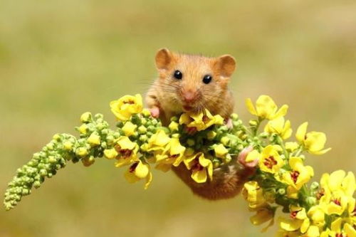 2026年属鼠的72岁和96岁人群婚姻状况及走向如何？