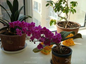 一、  风水小院花卉选择的核心原则