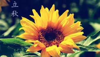 民俗实践及其象征意义